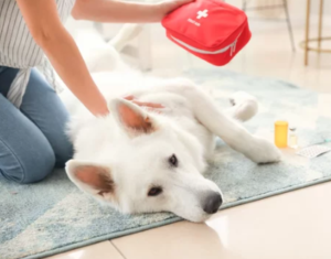 Premiers Secours Animaliers