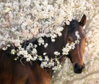 Aroma chevaux