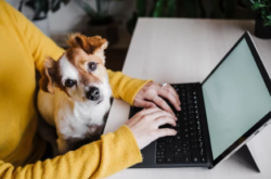 Site internet des structures d’élevage : visibilité, référencement et autonomie sous WordPress