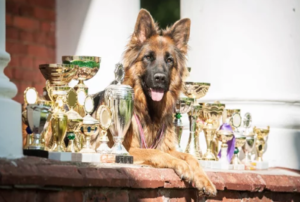 Expositions canines : Maîtriser les pratiques professionnelles