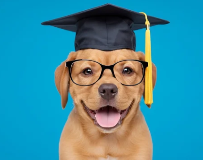 018 - chiens diplomé