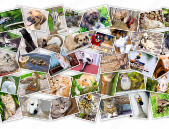 Mettre en place une stratégie de contenu pour son élevage