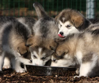 032 - communication élevage