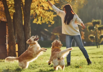 Bases légales du métier d’éleveur canin et félin