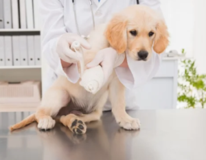 Accompagner le chien tout au long de sa vie – Approche ostéopathique