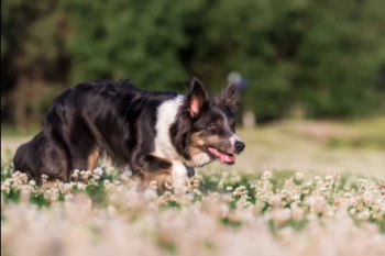 Analyser et accompagner les comportements de prédation chez le chien