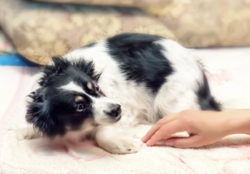 Analyse fonctionnelle des comportements réactifs canins et conduite de protocoles éducatifs sécurisés